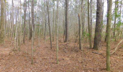 Photo of SOLD!  5.04 Acres of Residential and Hunting Land For Sale in Lenior County NC!