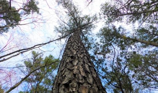 Photo of SOLD!  5.04 Acres of Residential and Hunting Land For Sale in Lenior County NC!