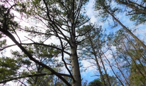 Photo of SOLD!  5.04 Acres of Residential and Hunting Land For Sale in Lenior County NC!