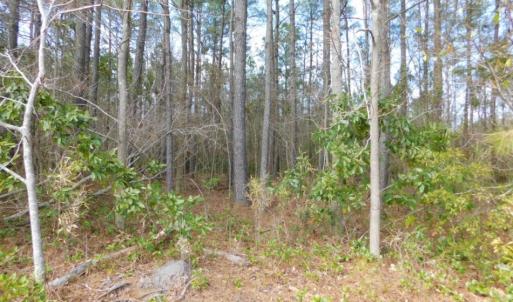Photo of SOLD!  5.04 Acres of Residential and Hunting Land For Sale in Lenior County NC!