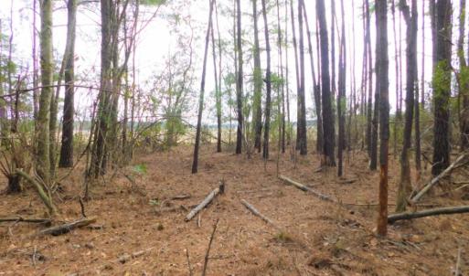Photo of SOLD!  5.04 Acres of Residential and Hunting Land For Sale in Lenior County NC!