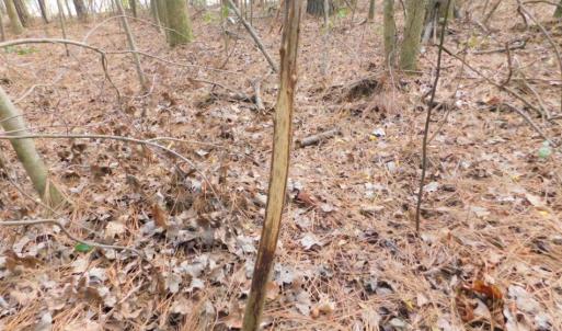 Photo of SOLD!  5.04 Acres of Residential and Hunting Land For Sale in Lenior County NC!