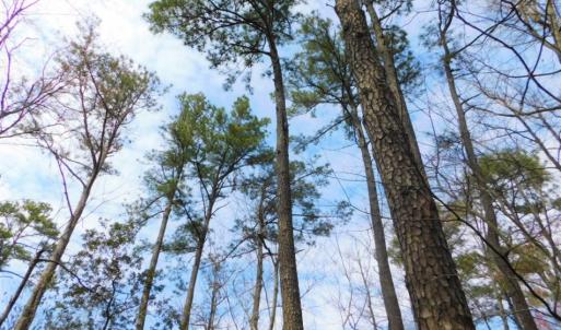 Photo of SOLD!  5.04 Acres of Residential and Hunting Land For Sale in Lenior County NC!