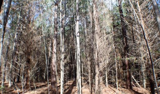 Photo of UNDER CONTRACT!  20 Acres of Timberland For Sale in Lunenburg County VA!