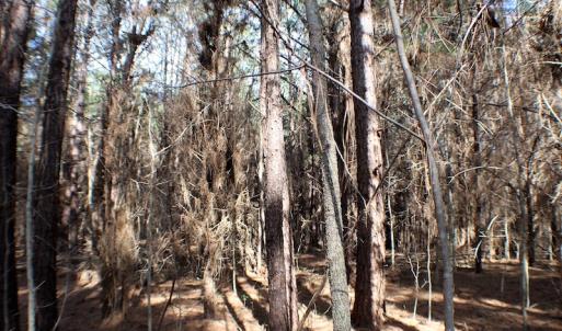 Photo of UNDER CONTRACT!  20 Acres of Timberland For Sale in Lunenburg County VA!