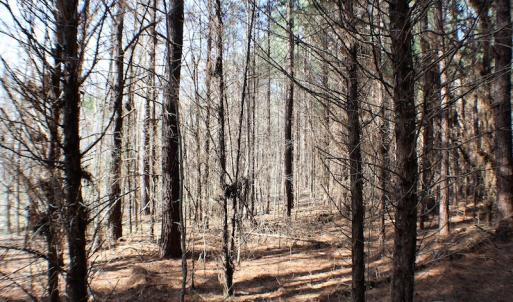 Photo of UNDER CONTRACT!  20 Acres of Timberland For Sale in Lunenburg County VA!