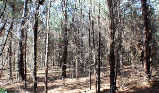 Photo of UNDER CONTRACT!  20 Acres of Timberland For Sale in Lunenburg County VA!