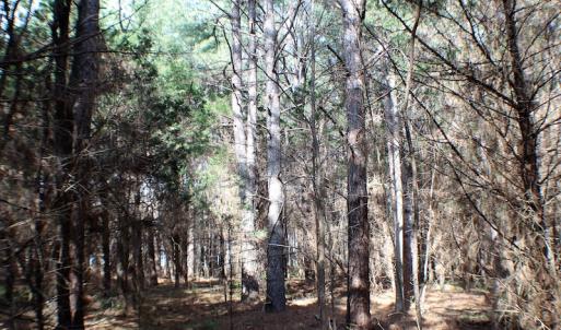 Photo of UNDER CONTRACT!  20 Acres of Timberland For Sale in Lunenburg County VA!