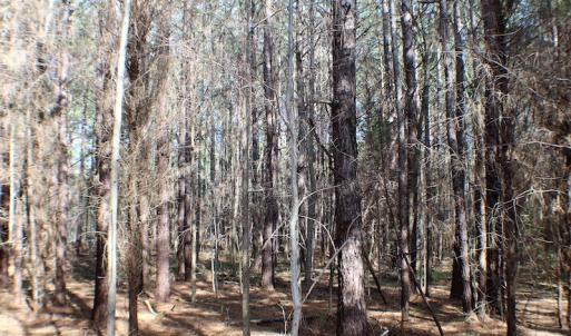 Photo of UNDER CONTRACT!  20 Acres of Timberland For Sale in Lunenburg County VA!