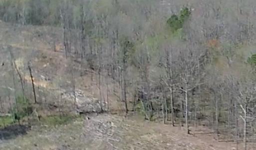 Photo of SOLD!  42 Acres of Hunting Land in Nash County NC!