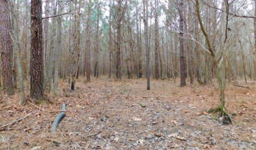 Photo of SOLD!  15.54 Acres of Hunting and Timber Land For Sale in Northampton County NC!