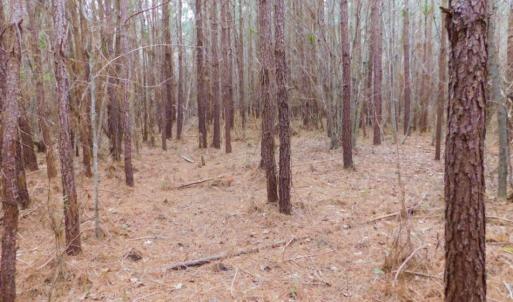 Photo of SOLD!  15.54 Acres of Hunting and Timber Land For Sale in Northampton County NC!