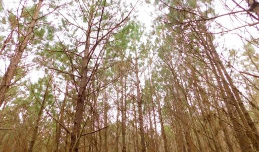Photo of SOLD!  15.54 Acres of Hunting and Timber Land For Sale in Northampton County NC!