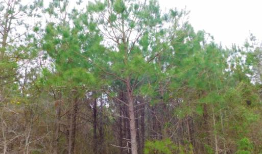Photo of SOLD!  15.54 Acres of Hunting and Timber Land For Sale in Northampton County NC!