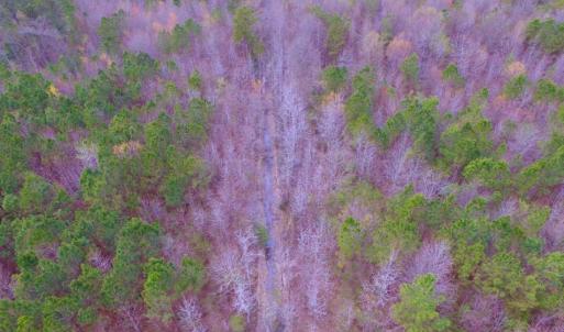Photo of SOLD!  15.54 Acres of Hunting and Timber Land For Sale in Northampton County NC!