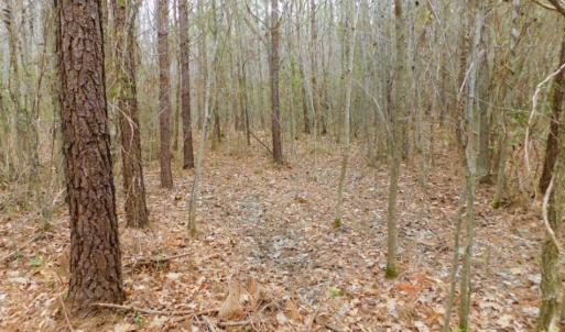 Photo of SOLD!  15.54 Acres of Hunting and Timber Land For Sale in Northampton County NC!