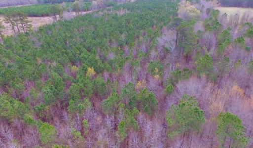 Photo of SOLD!  15.54 Acres of Hunting and Timber Land For Sale in Northampton County NC!