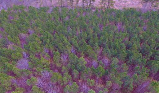 Photo of SOLD!  15.54 Acres of Hunting and Timber Land For Sale in Northampton County NC!