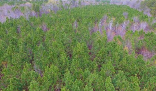 Photo of SOLD!  15.54 Acres of Hunting and Timber Land For Sale in Northampton County NC!
