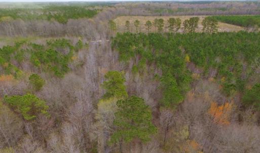 Photo of SOLD!  15.54 Acres of Hunting and Timber Land For Sale in Northampton County NC!
