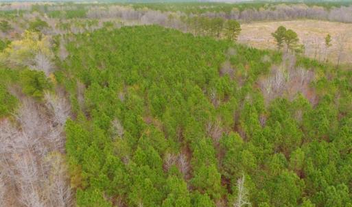 Photo of SOLD!  15.54 Acres of Hunting and Timber Land For Sale in Northampton County NC!