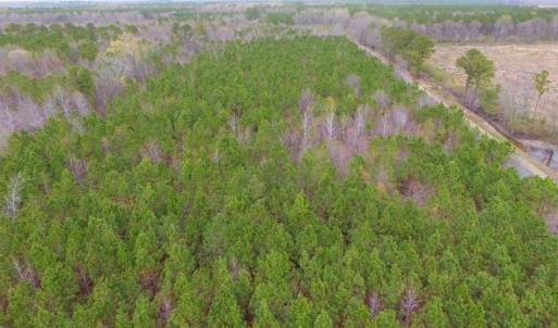 Photo of SOLD!  15.54 Acres of Hunting and Timber Land For Sale in Northampton County NC!