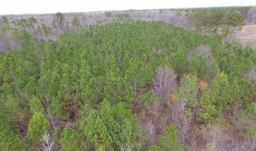 Photo of SOLD!  15.54 Acres of Hunting and Timber Land For Sale in Northampton County NC!