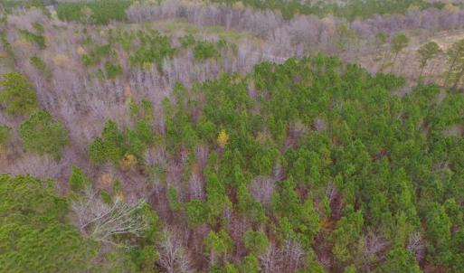 Photo of SOLD!  15.54 Acres of Hunting and Timber Land For Sale in Northampton County NC!