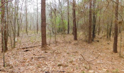 Photo of SOLD!  15.54 Acres of Hunting and Timber Land For Sale in Northampton County NC!