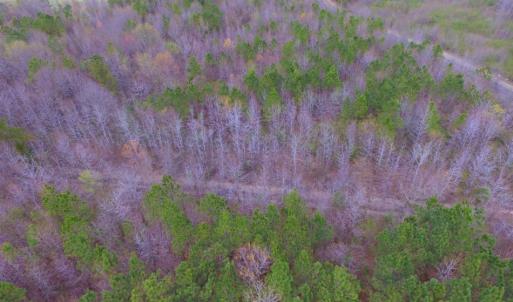 Photo of SOLD!  15.54 Acres of Hunting and Timber Land For Sale in Northampton County NC!