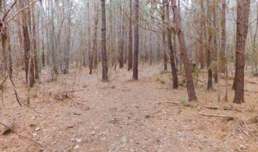 Photo of SOLD!  15.54 Acres of Hunting and Timber Land For Sale in Northampton County NC!