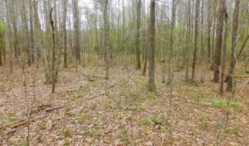 Photo of SOLD!  15.54 Acres of Hunting and Timber Land For Sale in Northampton County NC!