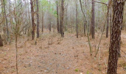 Photo of SOLD!  15.54 Acres of Hunting and Timber Land For Sale in Northampton County NC!
