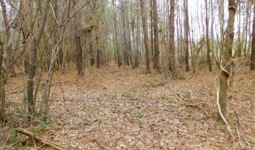 Photo of SOLD!  15.54 Acres of Hunting and Timber Land For Sale in Northampton County NC!