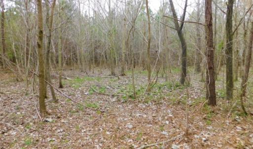 Photo of SOLD!  15.54 Acres of Hunting and Timber Land For Sale in Northampton County NC!