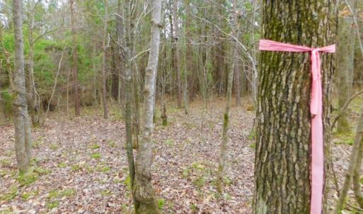 Photo of SOLD!  15.54 Acres of Hunting and Timber Land For Sale in Northampton County NC!