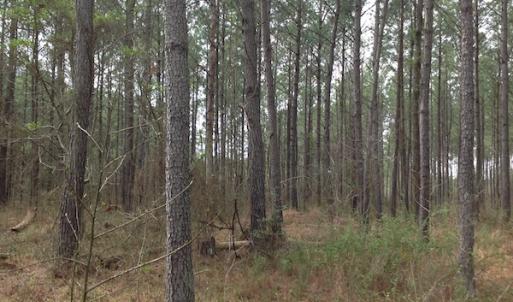 Photo of SOLD!  5 Acres of Residential Land For Sale in Surry County VA!