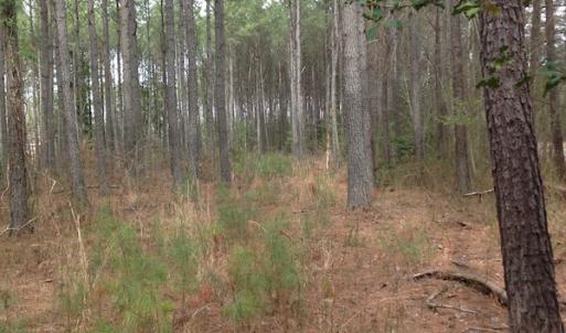 Photo of SOLD!  5 Acres of Residential Land For Sale in Surry County VA!