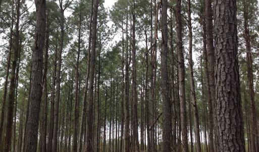 Photo of SOLD!  5 Acres of Residential Land For Sale in Surry County VA!