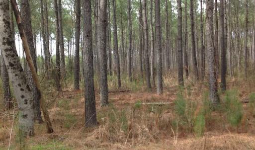 Photo of SOLD!  5 Acres of Residential Land For Sale in Surry County VA!