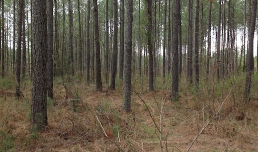 Photo of SOLD!  5 Acres of Residential Land For Sale in Surry County VA!