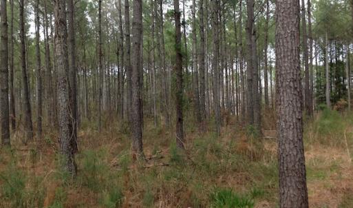 Photo of SOLD!  5 Acres of Residential Land For Sale in Surry County VA!