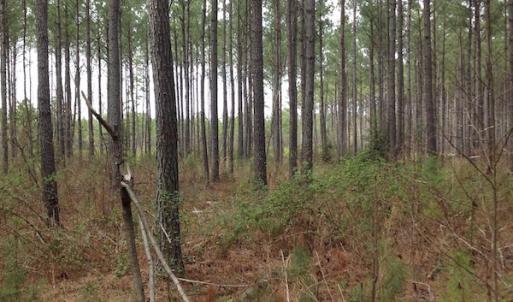 Photo of SOLD!  5 Acres of Residential Land For Sale in Surry County VA!