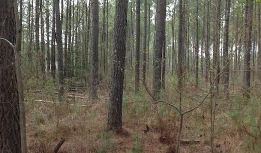 Photo of SOLD!  5 Acres of Residential Land For Sale in Surry County VA!