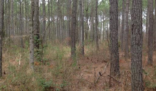 Photo of SOLD!  5 Acres of Residential Land For Sale in Surry County VA!