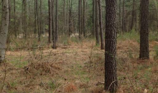 Photo of SOLD!  5 Acres of Residential Land For Sale in Surry County VA!