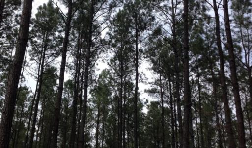 Photo of SOLD!  5 Acres of Residential Land For Sale in Surry County VA!