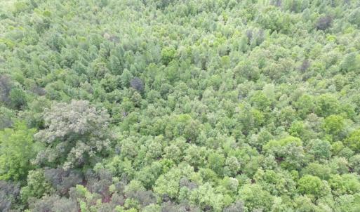 Photo of SOLD!  7.7 Acres of Residential Hunting Land For Sale in Greensville County VA!