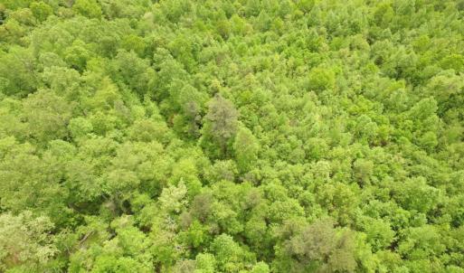 Photo of SOLD!  7.7 Acres of Residential Hunting Land For Sale in Greensville County VA!
