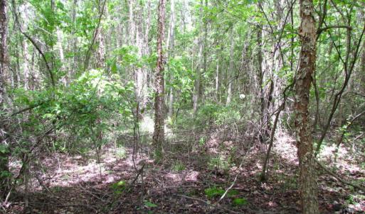 Photo of SOLD!  7.7 Acres of Residential Hunting Land For Sale in Greensville County VA!
